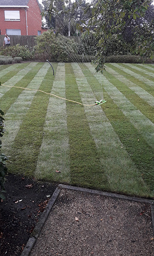 plaatsen graszoden