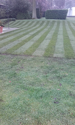 plaatsen graszoden