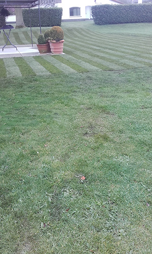plaatsen graszoden