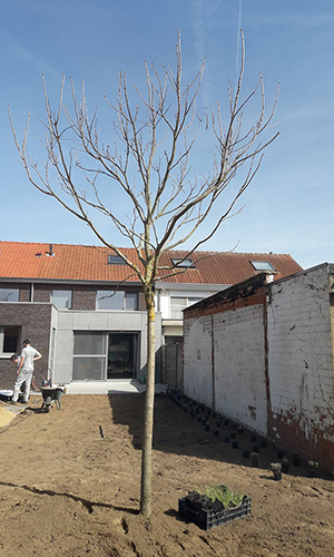 totaal project oelegem